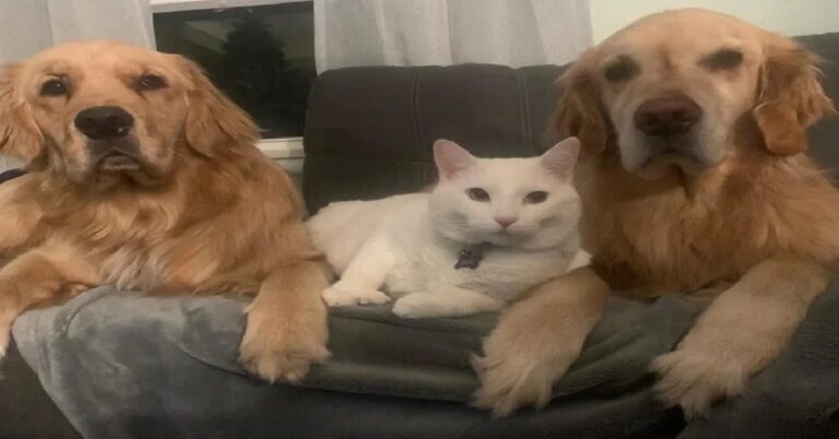 From Vet Clinic to Beauty Guru: How One Special Kitten Stole Hearts (and Makeup Brushes!)