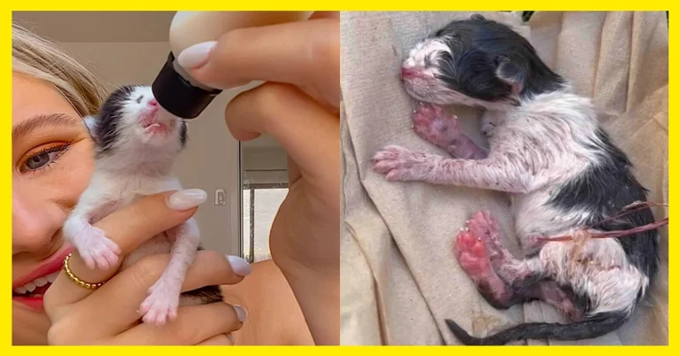 The Cat She Wished for How Cowboy Found His Way to Camryn