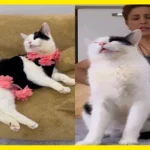 Meet Azim The Cat Who Finds Strength in Music