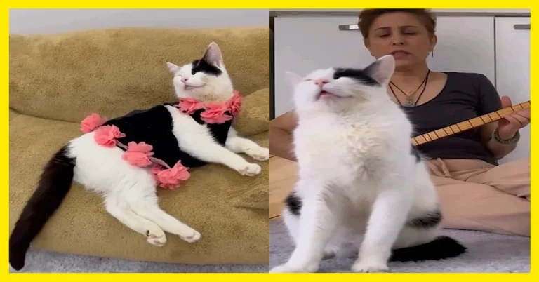 Meet Azim The Cat Who Finds Strength in Music