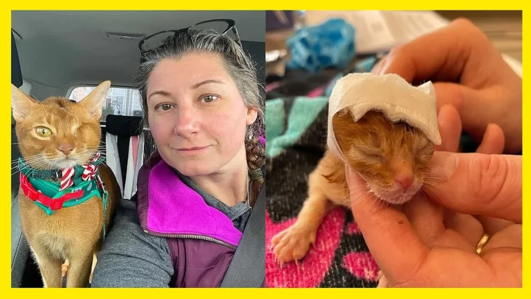 Meet Noggin: The Kitten Who Overcame the Odds and Found Pure Joy