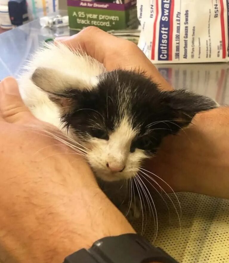 Mowgli’s Story: The Little Survivor Who Chose His Forever Home