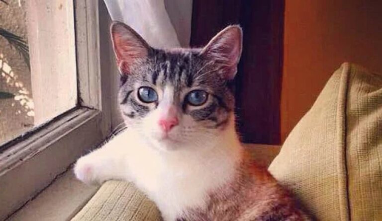 Roux: The Adorable Two-Legged Feline Wonder