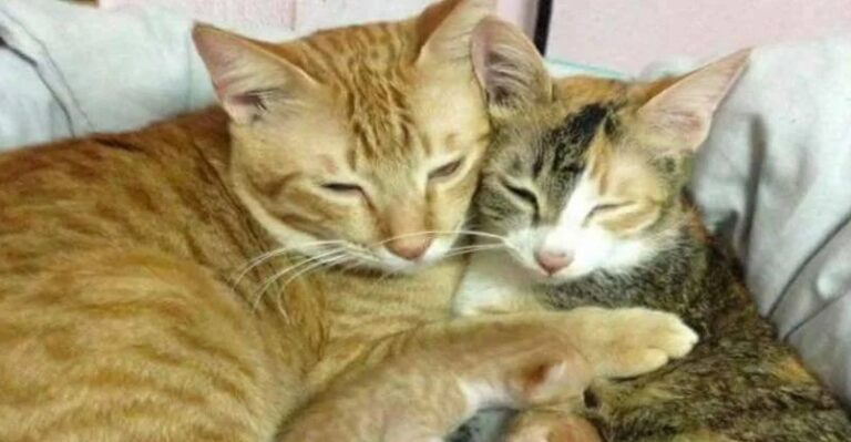 Dedicated Tomcat Stays with Queen During Kitten Birth