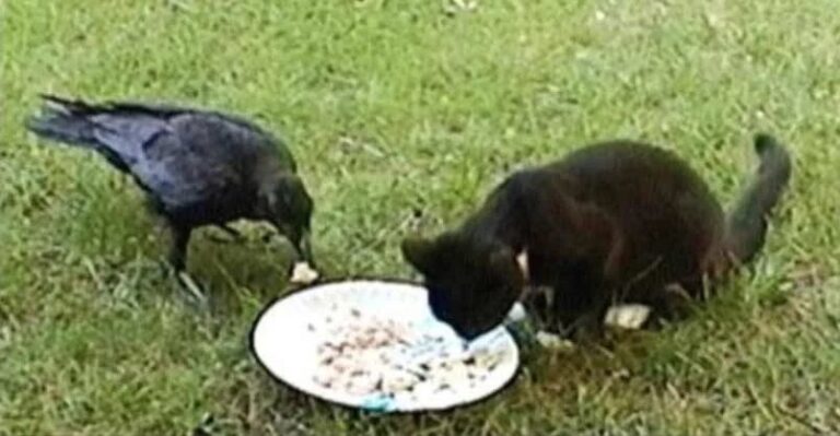 Crow’s Tender Watch Over Abandoned Kitten Captured on Video
