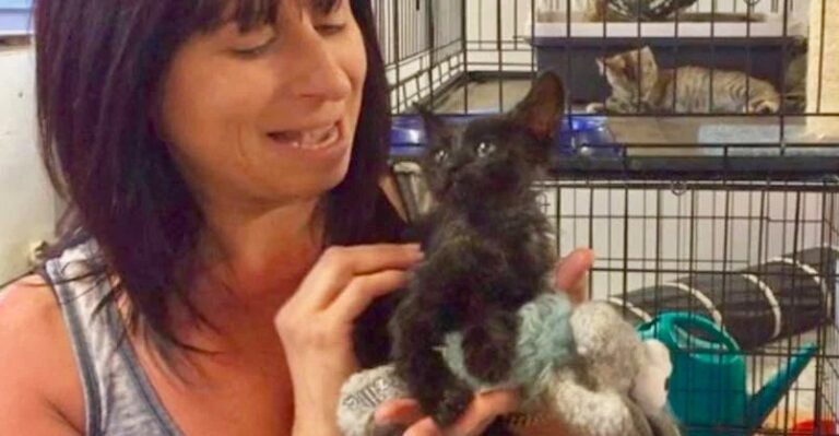 Rescued Oil-Drenched Kitten Finds Joy in New Life