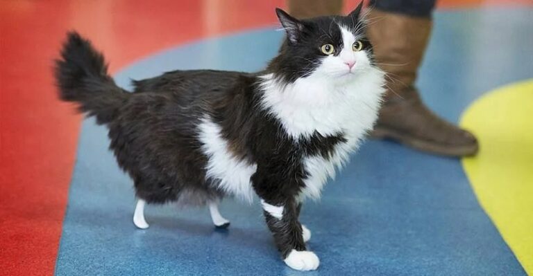 Bionic Limbs Transform Stray Cat’s Future