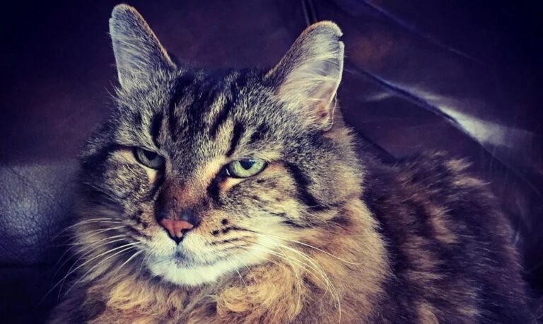 Corduroy: Celebrating the World’s Oldest Living Feline