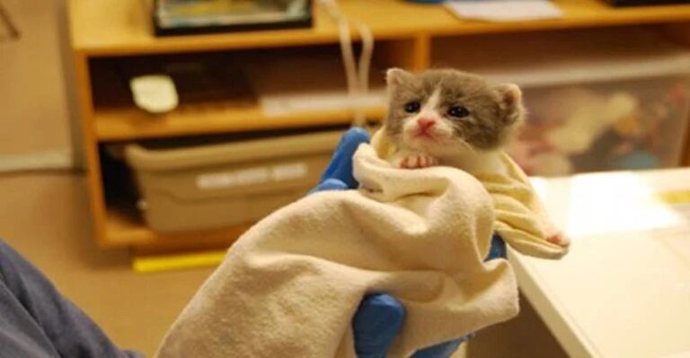 Exploring the Kitten Nursery: A Sanctuary Transforming Thousands of Lives