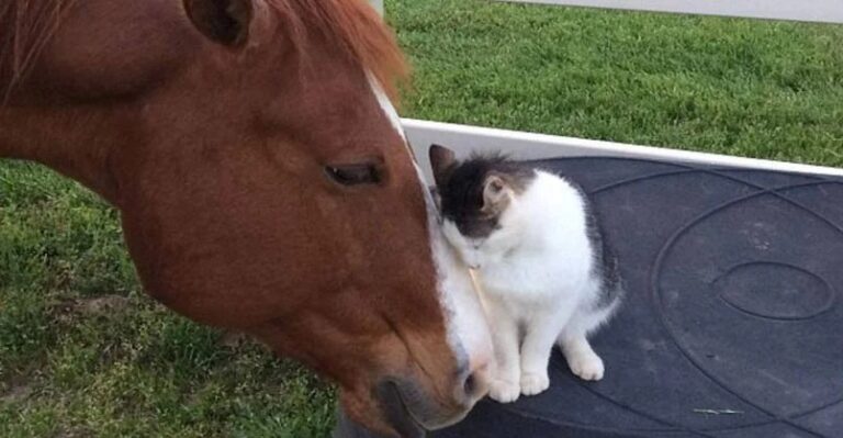 Unlikely Friendship: Feline and Equine Forge a Strong Connection