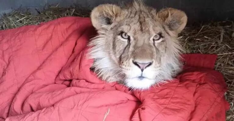 Lion Finds Comfort in a Blanket After Rescue