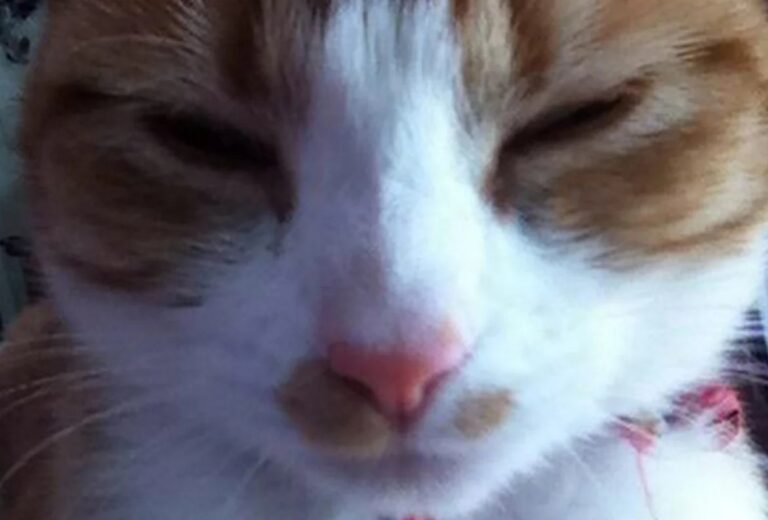 Nala Brings Home a Special Message: Discover Her Adventure