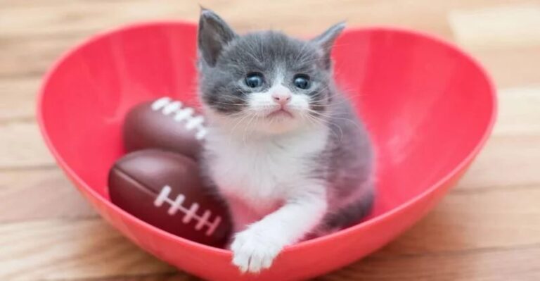 Small Fry: The Resilient Kitten Who Overcame All Odds