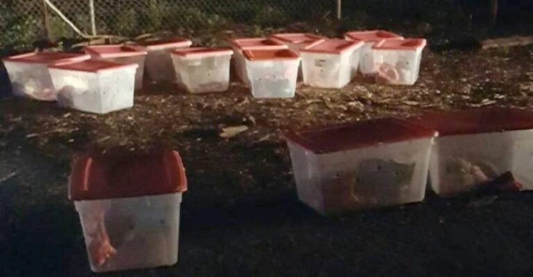 Mystery Tubs Surprise Rescuers at Animal Shelter Entrance