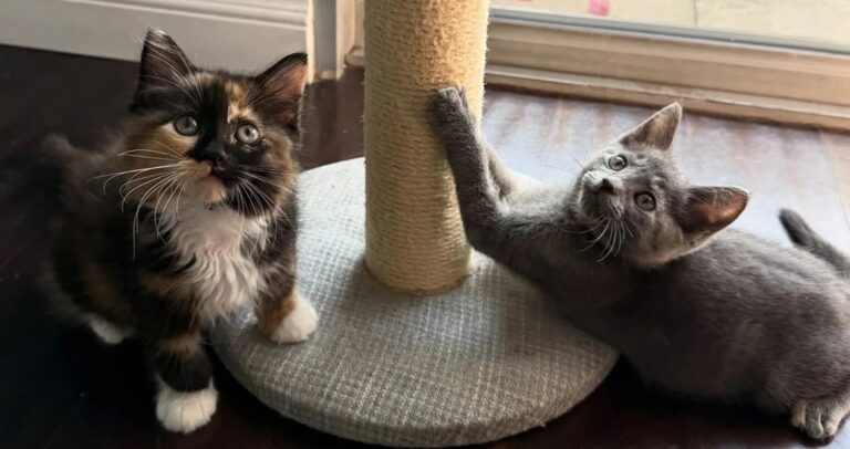 Unbreakable Bond: Shelter Kittens Find Forever Home Together