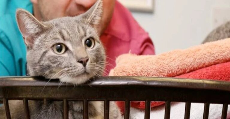 Kitten’s Remarkable Recovery After Surviving Washing Machine Ordeal